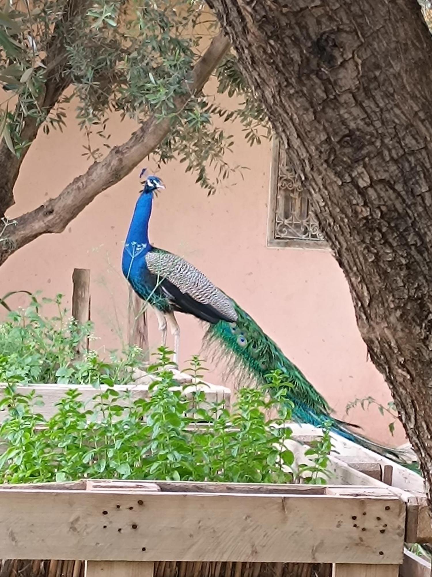 Jardin Sakina - Chambre D'Hotes Oulad Moumene Exterior photo